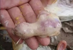 肉雞最頭疼的還是腺肌胃炎，到底該怎么解決？