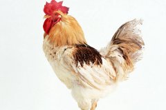 肉雞常見呼吸道病的發(fā)病原因？