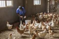 雞新城疫用什么藥效果好，知道之后無需再區(qū)分
