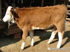 肥牛養(yǎng)殖過程中存在的問題，應該如何進行解決