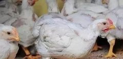 支原體感染的發(fā)展過程及臨床癥狀??！!