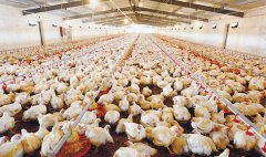 肉雞壞死性腸炎飼料報酬低，整齊度差嚴(yán)重影響
