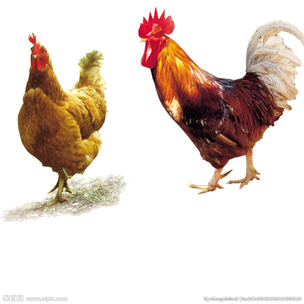  提高肉鴨養(yǎng)殖效益！這八個飼養(yǎng)管理要注意了?。夹g(shù)） 